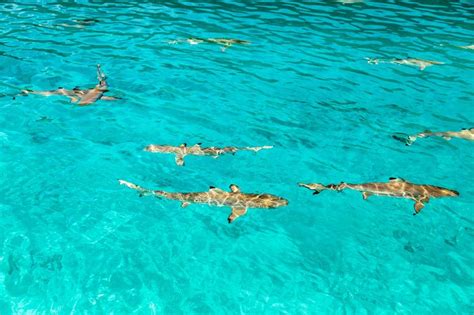 Footage Of 10000 Blacktip Sharks Migrating In Florida Will Leave You