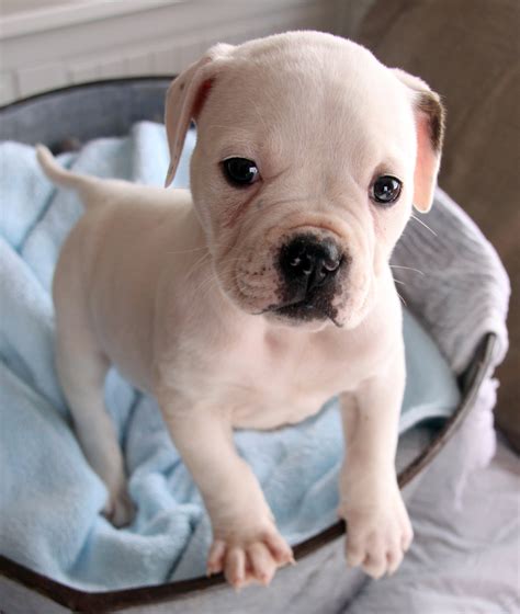 Puppies For Sale - Rosebull Kennel American Bulldogs