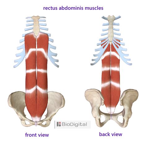 Rectus Abdominis Muscle Anatomy