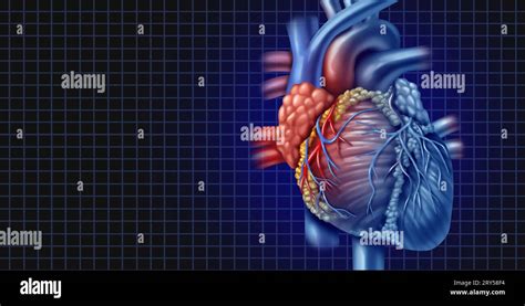 Fondo Del Corazón Humano Como Anatomía De Un Cuerpo Sano Como Símbolo