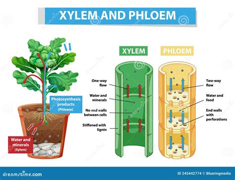Xylem And Phloem Cartoon Vector 269286483
