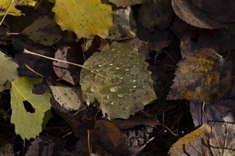 Raindrops On Fallen Green Yellow Autumn Leaves Closeup Lit By Bright