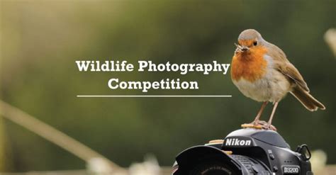 Participate In The Wildlife Photography Competition 2019