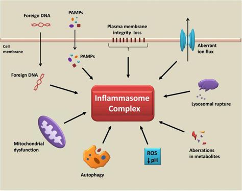 Activation of the inflammasome pathways. A diverse range of intra and ...