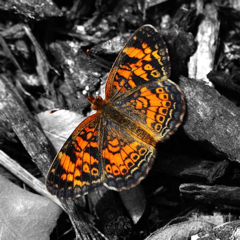 Maybe you would like to learn more about one of these? Colorful Orange Spotted Butterfly Closeup Macro Square ...