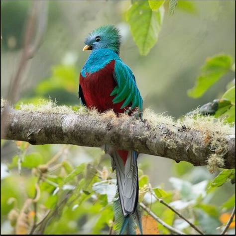 Quetzal National Bird Of Guatemala Interesting Facts About Quetzal