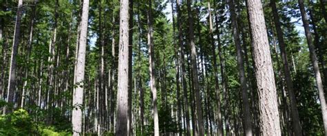 New Members For Forestry Practices Board Bcfpb Report