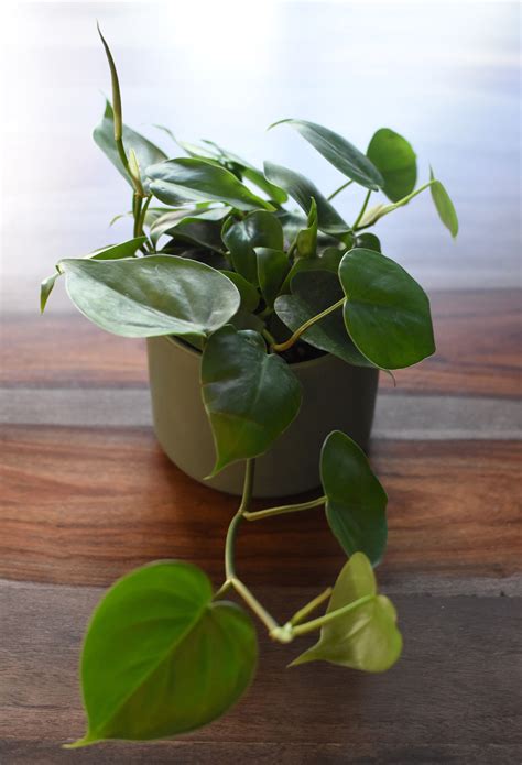 Philodendron · Plants Living Their Best Lives