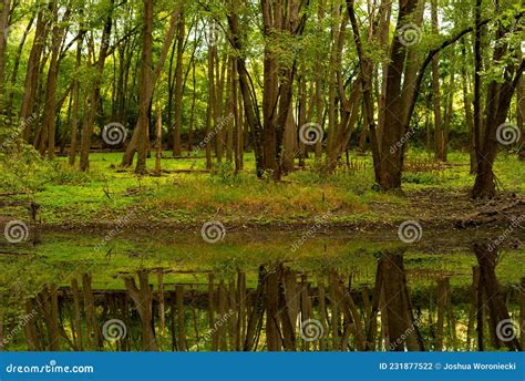 River In Rain Forest Beautiful Reflection Nature Concept Stock Photo