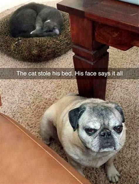 Snapchat Saturday Super Funny Pet Photos To Get You Laughing Again