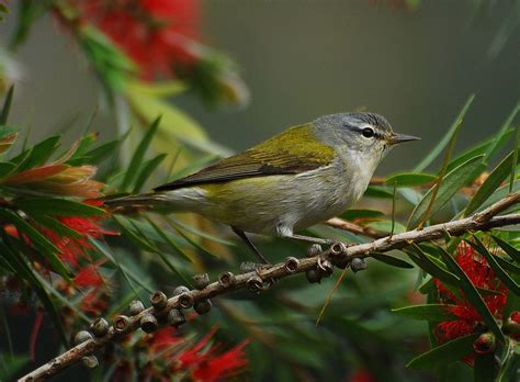 Find inspiration and plan your perfect tennessee vacation today. Tennessee Warbler "Vermivora peregrina" | Boreal Songbird ...