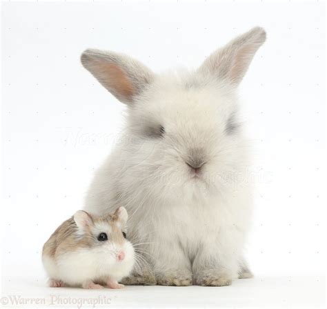 Cute Baby Bunny And Roborovski Hamster