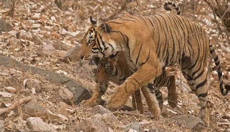 See How A Tigress Saved Her Cub From The Tiger In Ranthambore National Park