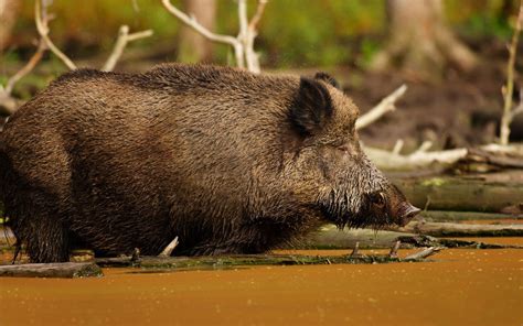 1600x1200 Resolution Selective Photography Of Wild Boar Hd Wallpaper