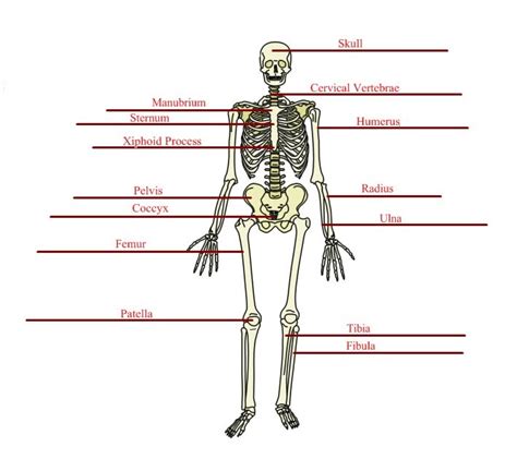 Anatomyphysiology Assignments Basic Skeletal Anatomy