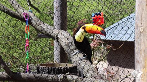 Zoo Insider Toco Toucan Visit Youtube