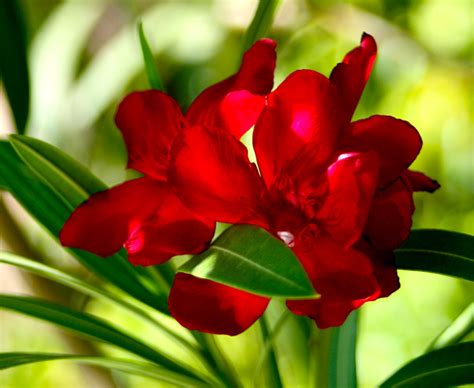All By Itself A Red Oleander Bush Is Becoming A Tree Flickr
