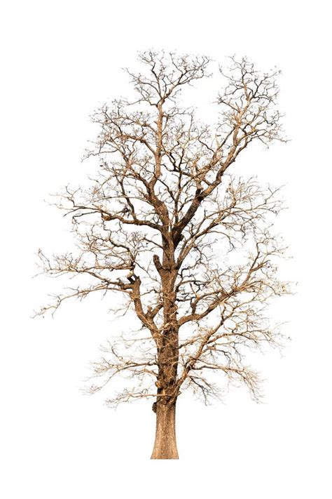 Dry Tree Isolated On White Background Stock Photo Image Of Branch