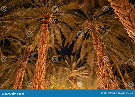 The Oasis Of Tozeur Stock Photo Image Of Groves Oasis 179928534