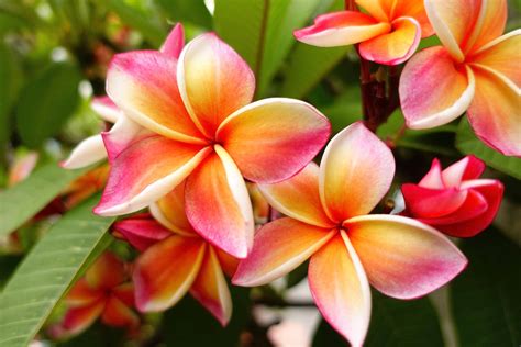 What Are The Most Beautiful Tropical Gardens On Maui