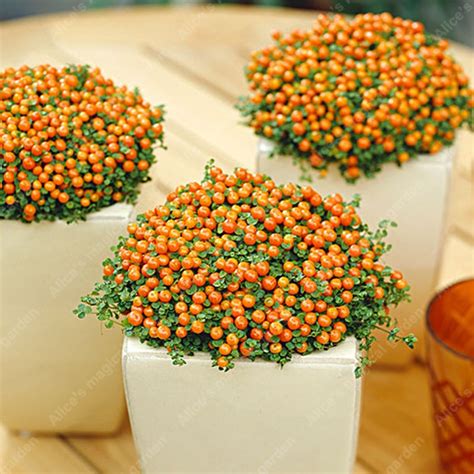 20pcs Mini Dwarf Orange Tree Bonsai Tree Citrus Bonsai