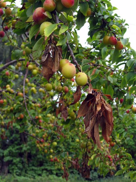 Signs Of Over Watering Fruit Trees Fruit Trees