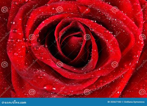Macro Of Red Rose With Water Droplets Stock Image Image Of Flora