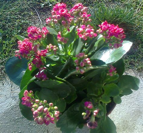 Come coltivare fiori e piante nei. Pianta Grassa Con Fiori Gialli A Grappolo - Piante da vaso: Guzmania, Guzmania cardinalis ...