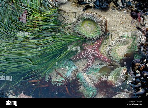 Underwater Contents Of A Natural Tide Pool On The California Pacific