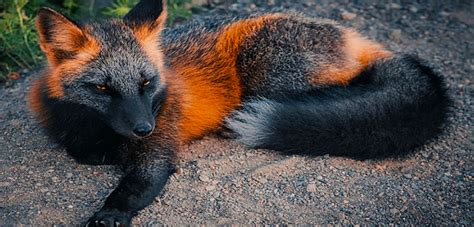 More images for cross fox » Rare Cross Fox Spotted In The Wild With The Gorgeous ...