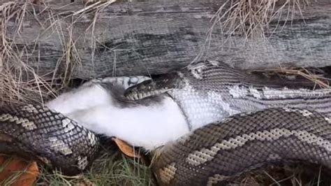 Snake Eating Cat Whole In Brisbane Backyard Not For The Faint Hearted