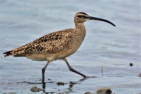 Coastal Sojourn | Whatcom Watch Online