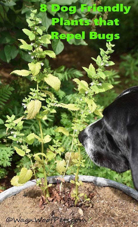 8 Dog-Friendly Plants that Repel Bugs | Dog friendly plants, Dog safe ...