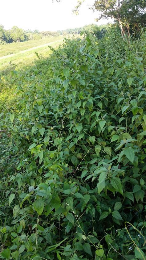 Airliner) ialah sejenis pesawat kepak kaku yang digunakan untuk mengangkut penumpang. Warisan Petani: Pokok Kapal Terbang