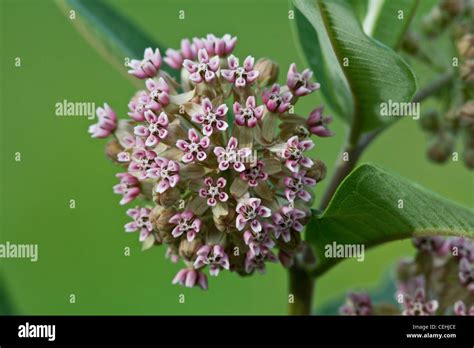 Common Milk Weed Hi Res Stock Photography And Images Alamy