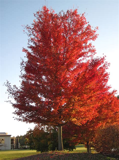 12 Common Types of Maple Trees in Canada - ProGardenTips