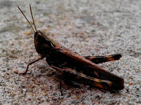 Grillo è nome comune di alcuni insetti ensiferi della famiglia gryllidae della superfamiglia grylloidea, e, a volte, in maniera scorretta, di alcuni membri di piccole dimensioni del sottordine caelifera, più propriamente definiti locuste. Free picture: grasshoppers, insects, Orthoptera, suborder ...