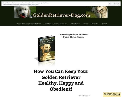 Golden Retrievers Everything You Need To Know Golden