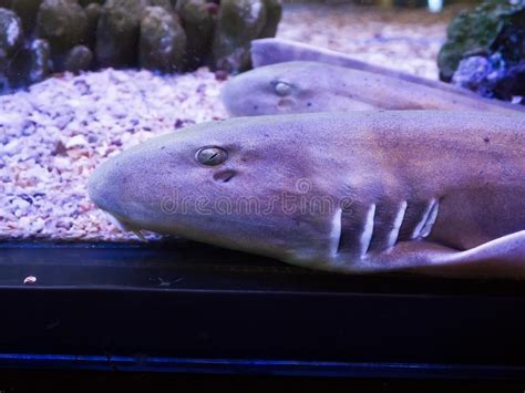 Brownbanded Bamboo Shark Chiloscyllium Punctatum In A Fish Tank In