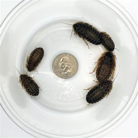 Buy Dubia Roaches 100 Large Online at desertcartCanada