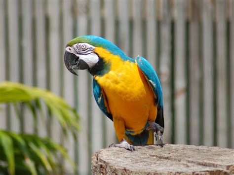 They eat a variety of fruits, nuts and seeds. The Online Zoo - Blue-and-yellow Macaw