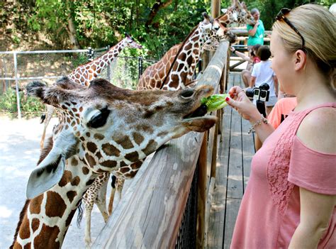 Feed The Giraffes At Memphis Zoo Oh The Places We Travel