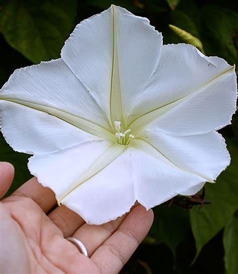 Ipomoea Alba Moonflower Buy Online At Annies Annuals Moon Flower