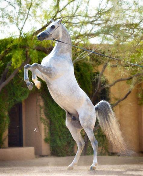 Royal Arabians Arabian Horses Stallions Farms Arabians Horses
