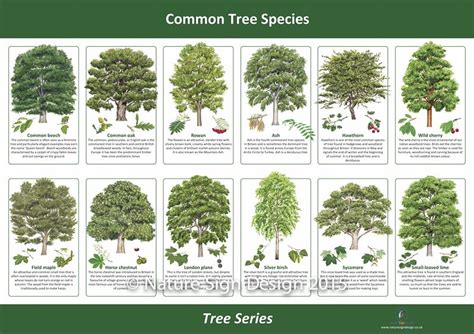 The Different Types Of Trees That Are In This Tree Species Poster