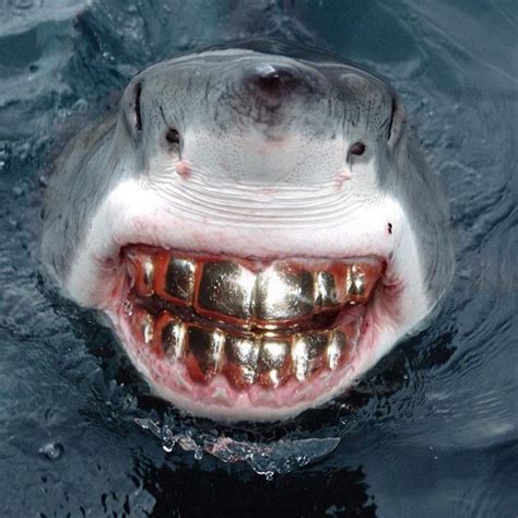 Shark With Gold Teeth Smiling Scary Fish Shark Great White Shark
