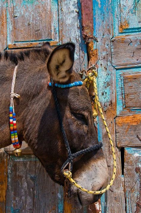 Donkey In Santorini Kusadasi Beautiful Horses Animals Beautiful Farm