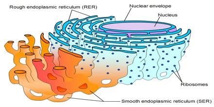 The smooth endoplasmic reticulum synthesizes lipids. Endoplasmic Reticulum - Assignment Point