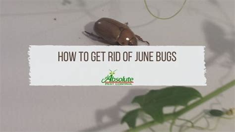 June Bugs How To Get Rid Of These Pests In Murfreesboro Tn