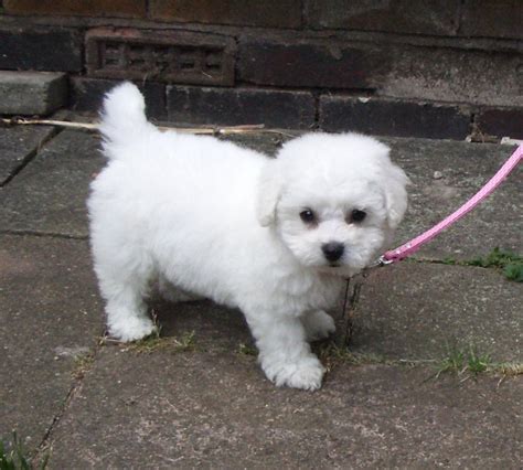 Funniest Bichon Frise Puppies Images Pictures Of Animals